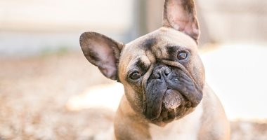 اكتشاف الجين المسئول عن مشكلات التنفس والصفير عند الكلاب