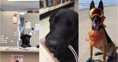  8 وظائف للبشر نجح فيها الكلاب.. أبرزها ريسيبشن فى عيادة ومنقذ على الشاطئ