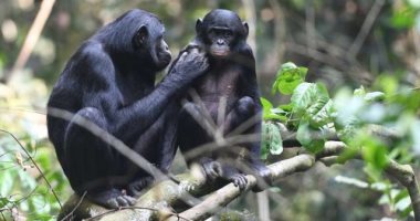 دراسة تكشف: والدة حيوان البونوبو تساعده فى إيجاد رفيقة حياته