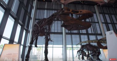 شاهد.. أكبر قاعة عرض ديناصورات فى العالم بالكويت