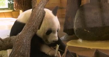 حديقة حيوان برلين تؤكد أن أنثى الباندا الوحيدة لديها حبلى