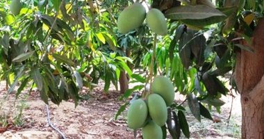 مزارع يطالب بمكافحة جماعية لذبابة الفاكهة لحماية الأراضى الزراعية بالشرقية