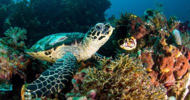 وزارة البيئة: 1200 نوع من الأسماك و325 نوعا من الشعاب المرجانية فى مصر