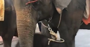 انهيار فيل صغير بسبب الحر.. والجمهور يتضامن معه.. فيديو
