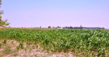 أهالى قرية الفردان: الأرض الزراعية بارت بسبب المياه الجوفية