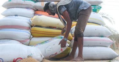 الأردن يشترى 60 ألف طن من القمح الصلد فى مناقصة