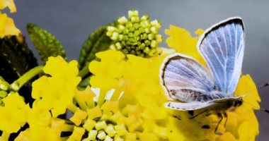 ربيع الأمل.. الفراشات تتحدى كورونا الكئيبة وتشهد زيادة كبيرة فى الأعداد