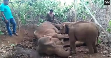 لحظات تقطع القلب.. فيل يحاول إيقاظ أمه بعد موتها.. فيديو وصور