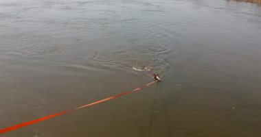 صور.. استحمام الحيوانات فى نهر النيل بالغربية "تعد صارخ وتلوث للمياه"