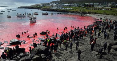 البحر بقى لونه أحمر.. شاهد عملية ذبح الحيتان بجزيرة دنماركية.. صور  