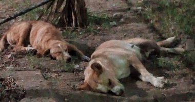 شكوى من انتشار الكلاب الضالة بحدائق الأهرام  