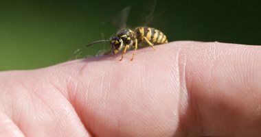 لو لدغتك نحلة.. طرق منزلية بسيطة للقضاء على الألم والحكة