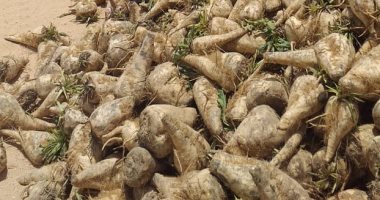 الزراعة: بدء موسم  زراعة 3500 فدان بنجر سكر بمشروع غرب المنيا