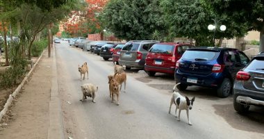 كلاب ضالة بشوارع العجمى تسبب الذعر للمواطنين