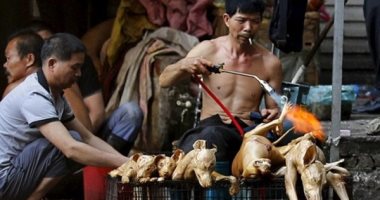 بعد سنين طويلة من أكلها.. إغلاق أكبر سوق للحوم الكلاب فى كوريا الجنوبية