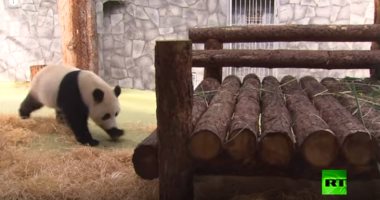 شاهد.. الباندا الصينية فى حديقة حيوان موسكو قادمة من بكين