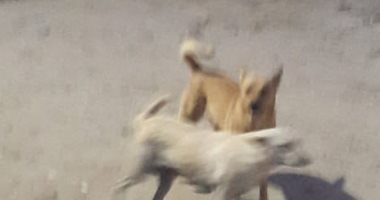 شكوى من انتشار الكلاب الضالة بعزبة رياض فى محافظة بنى سويف