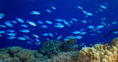 خبراء يحذرون: تغير المناخ يدمر الشعاب المرجانية فى هاواى