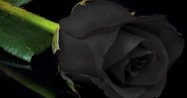 مش بس بمبى وأبيض.. 5 أنواع من الورود الداكنة هتحببك فيها "الأسود أجملها"