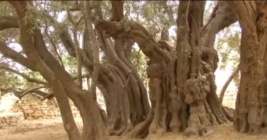 تبلغ عمرها 5500 عاما شاهد شجرة الزيتون الأقدم فى العالم بالضفة
