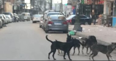 انتشار الكلاب الضالة يهدد الأطفال بشارع أحمد إبراهيم ببولاق الدكرور