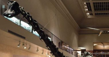 صور.. حفريات الديناصورات بمتحف التاريخ الطبيعى بواشنطن الأكثر زيارة فى العالم