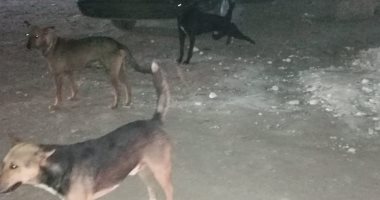 شكوى من انتشار الكلاب الضالة بشارع العيد بالعمرانية