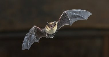 CDC: الخفافيش المسعورة هى المصدر الأكثر شيوعًا للتعرض لداء الكلب
