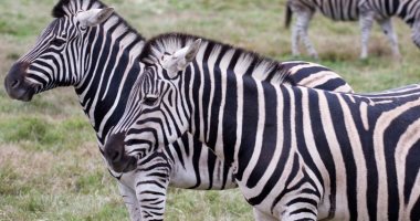 ولادة حمار أفريقي نادر "مهدد بالانقراض" في حديقة حيوانات بريطانية