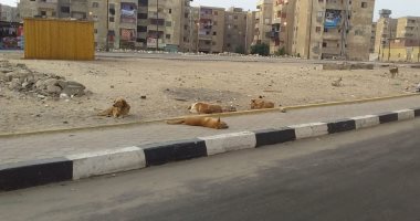  الكلاب الضالة تثير فزع سكان المحمودية حى السلام ثان محافظة القاهرة