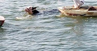 صور ..أهالى دمياط ينقذون بقرة من الغرق فى مياه النيل 