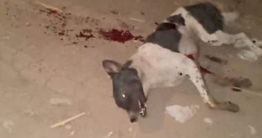 مجلس مدينة زفتى يقتل "كلب مسعور" عقر 23 شخصًا بالغربية