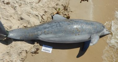 مئات الدلافين جرفتها الأمواج على طول ساحل الخليج.. والسبب غير معروف