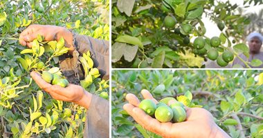 شعبة "الخضار والفاكهة": انخفاض أسعار الليمون بعد ضخ إنتاج مزارع الصعيد وبحرى