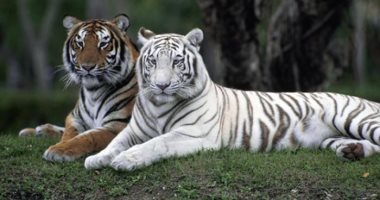 واقعة نادرة.. أنثى نمر بنغالى تضع 4 أشبال بينهم نمر أبيض.. فيديو