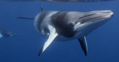باحثون يكتشفون سرا مذهلا عن الحيتان.. اعرف إيه هو