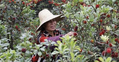 مزارعو الصين يحصدون ثمار القطلب وسط أجواء مبهجة