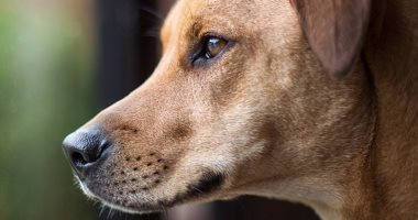 دراسة: الكلاب يمكنها تشخيص الإصابة بالملاريا عن طريق الشم