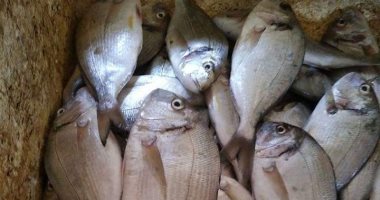 صور.. نفوق عشرات الأطنان من سمك الدنيس فى المزارع السمكية بدمياط