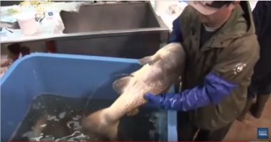 فيديو.. سمك سلمون معدل جينياً سيباع في المطاعم قريباً