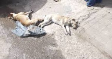 شكوى من انتشار الكلاب الضالة بشوارع بشتيل