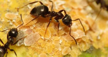 5 حقائق علمية لا تعرفها عن النمل