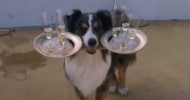 شاهد.. مطعم إيطالى يعتمد على كلب لتقديم المشروبات للزائرين