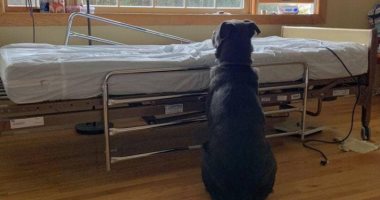 كلب يجلس بجانب سرير صاحبه المتوفى عدة أيام أملا فى عودته.. اعرف قصة "موس"