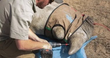 تسميم وحيد القرن لإنقاذه.. اعرف كيف يتم مواجهة صيده لبيع قرنه؟