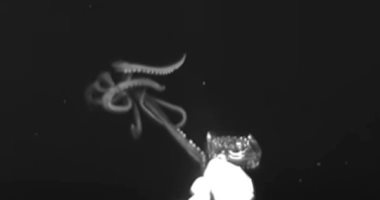 فيديو... علماء يرصدون حبارا عملاقا طوله 3 أمتار