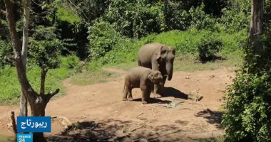 فيديو.. 800 فيل مهدد بالانقراض فى "لاوس" خلال 30 عاما