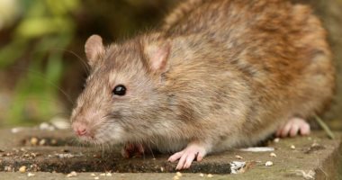دراسة جديدة: الفئران تتفاعل مع الإيقاع وتحب الموسيقى