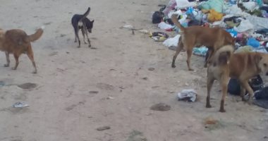 شكوى من انتشار الكلاب الضالة بمنطقة العجمى الإسكندرية