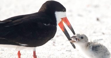 فى مشهد صادم.. طائر يطعم صغيره "بقايا سيجار" على أحد شواطئ فلوريدا